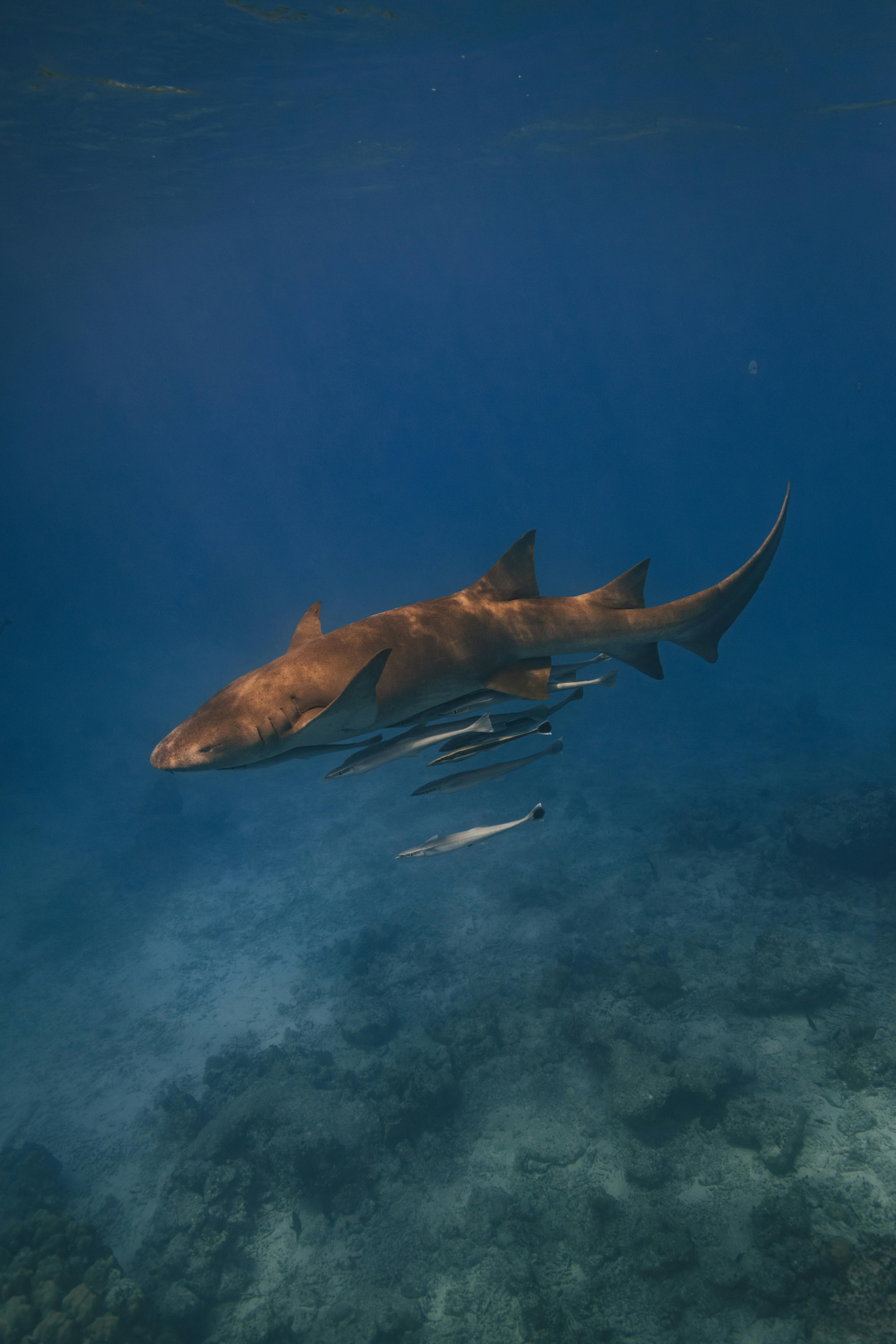 Nurse Shark Trip