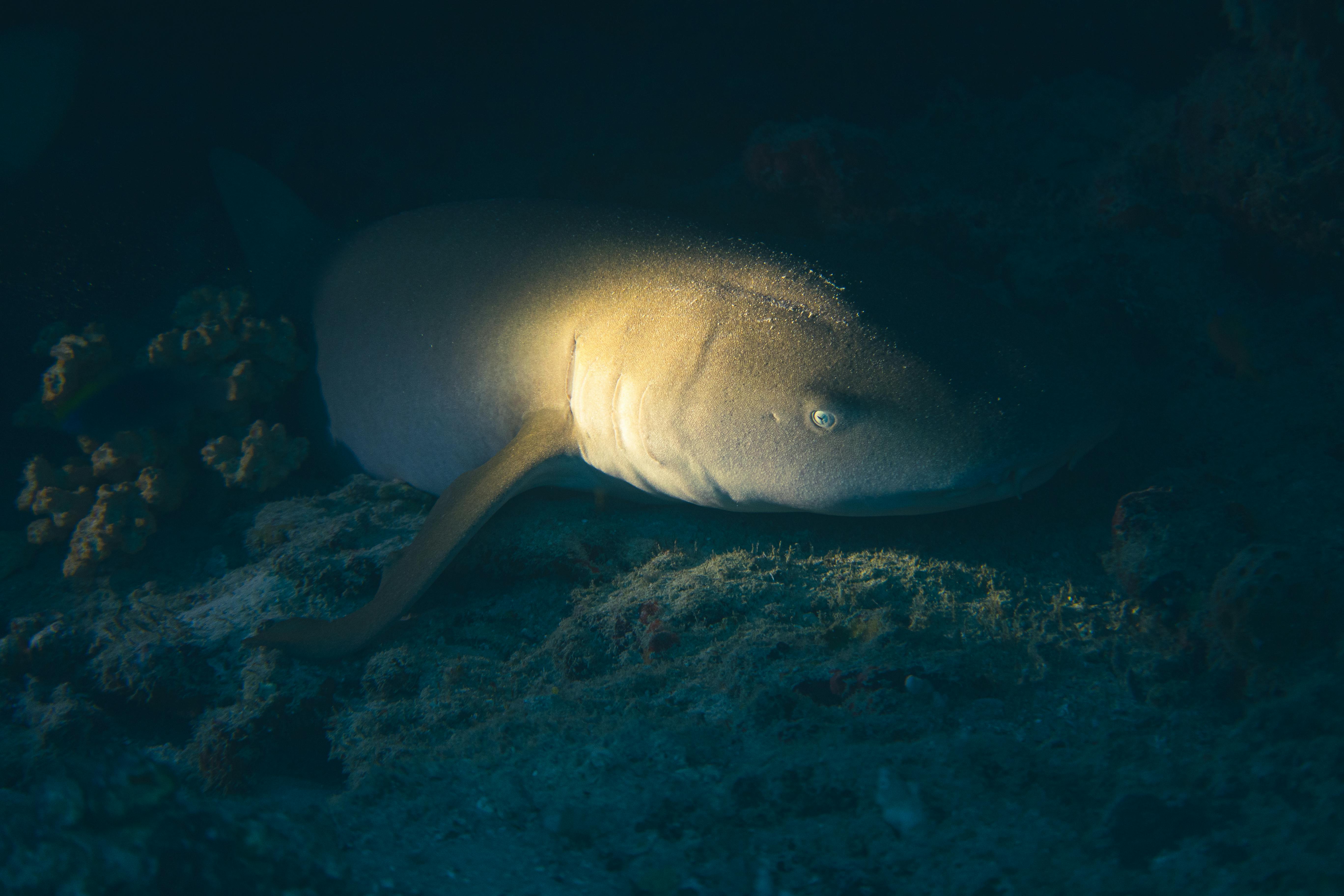 Night Snorkeling
