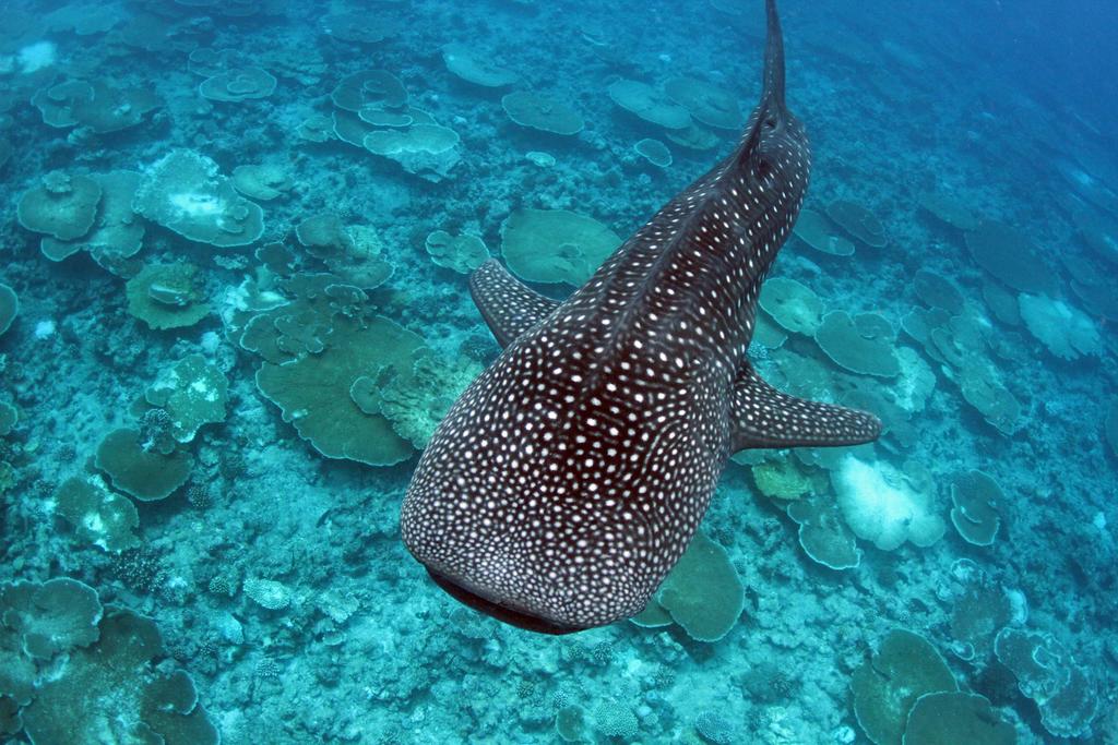 Whaleshark Expedition - Image 2