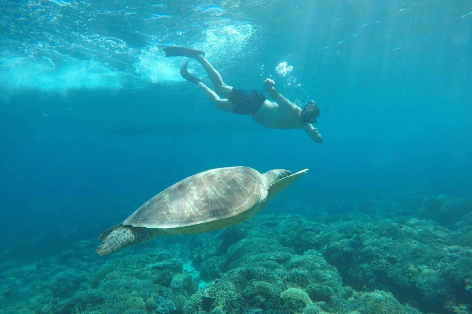 Turtle Watching