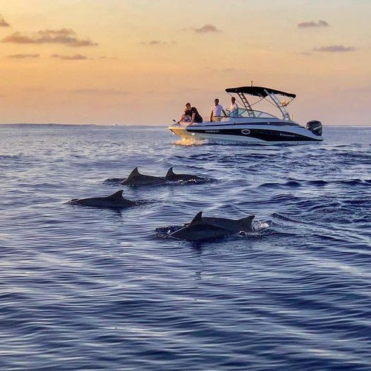Dolphin Cruise - Image 1