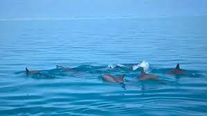 Dolphin Cruise - Image 3