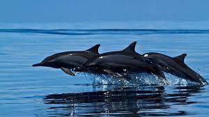 Dolphin Cruise - Image 4