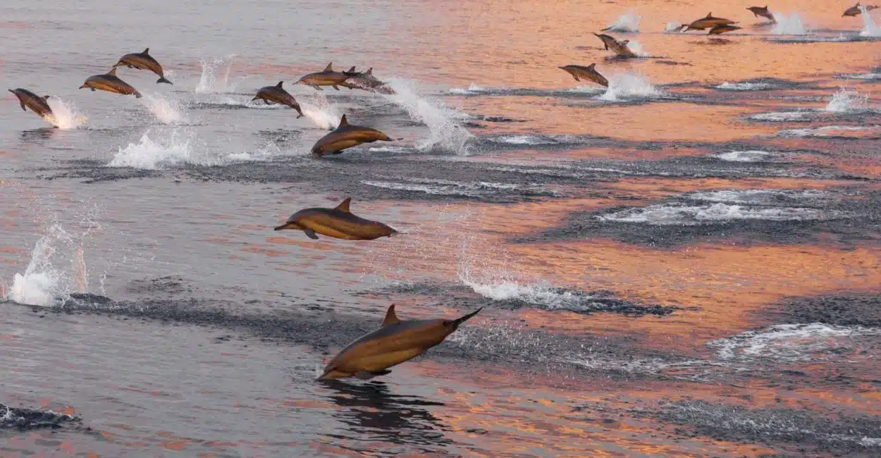 Dolphin Cruise - Image 2