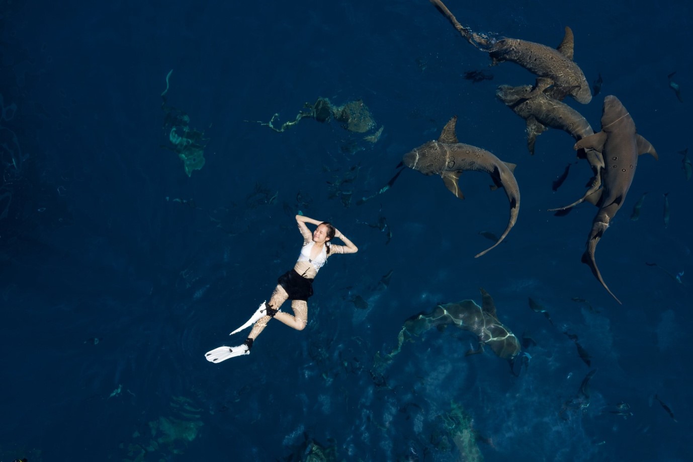 Nurse Shark Trip - Image 1