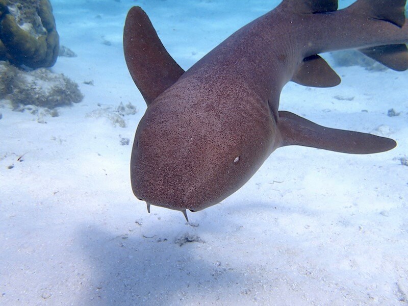 Nurse Shark Trip - Image 2