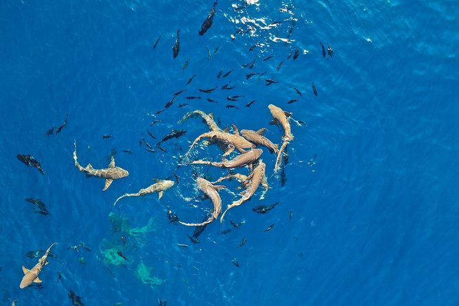 Nurse Shark Trip - Image 3