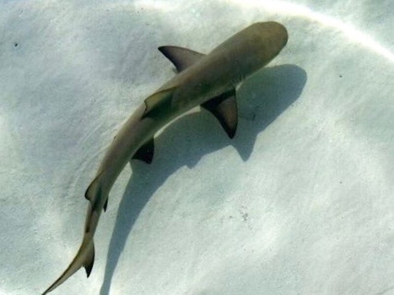 Nurse Shark Trip - Image 4