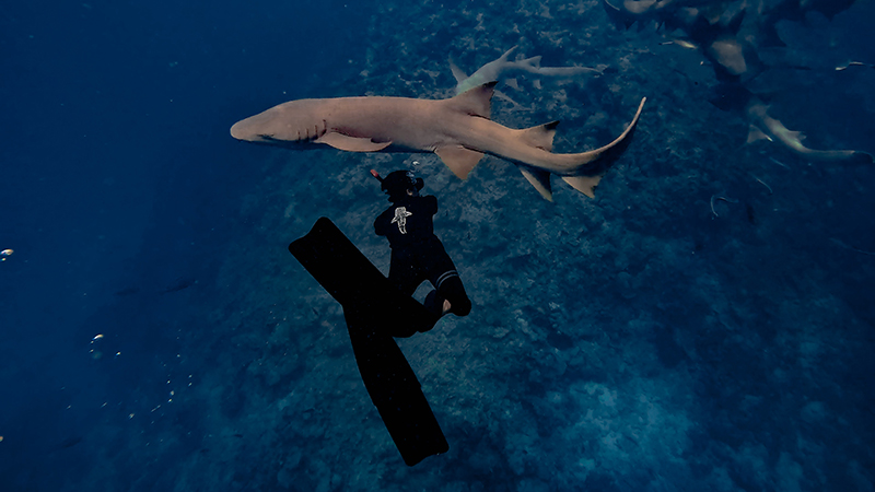 Nurse Shark Trip - Image 6