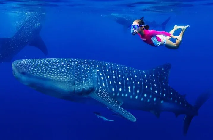Whaleshark Expedition - Image 3
