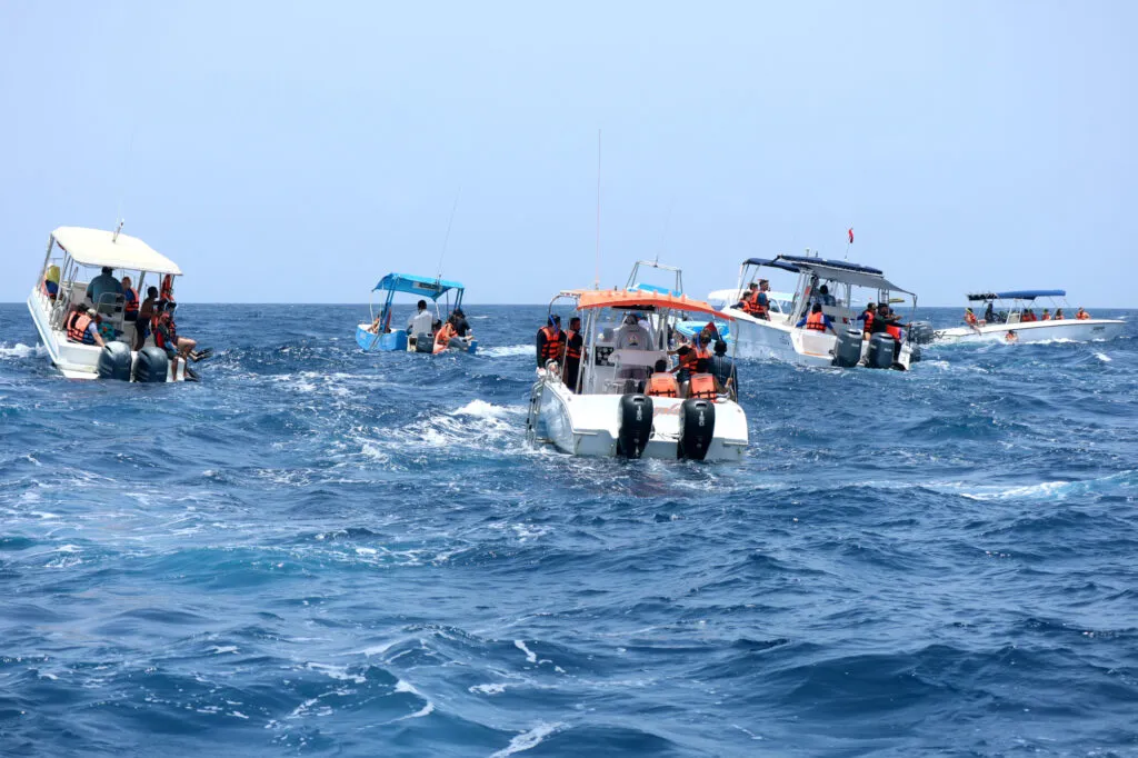 Whaleshark Expedition - Image 4