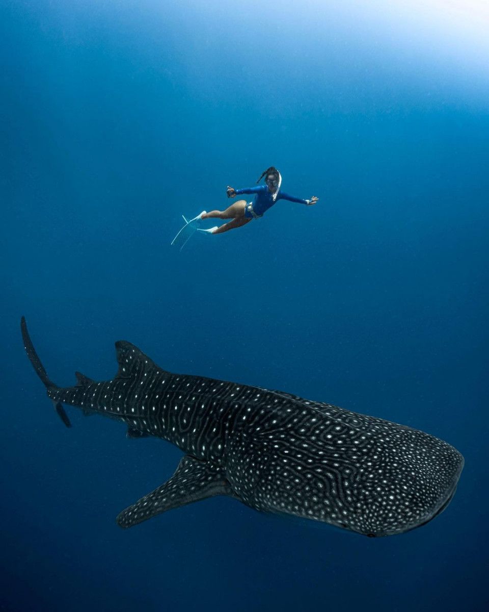 Whaleshark Expedition - Image 5