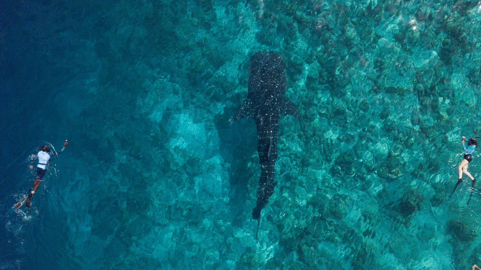 Whaleshark Expedition - Image 6