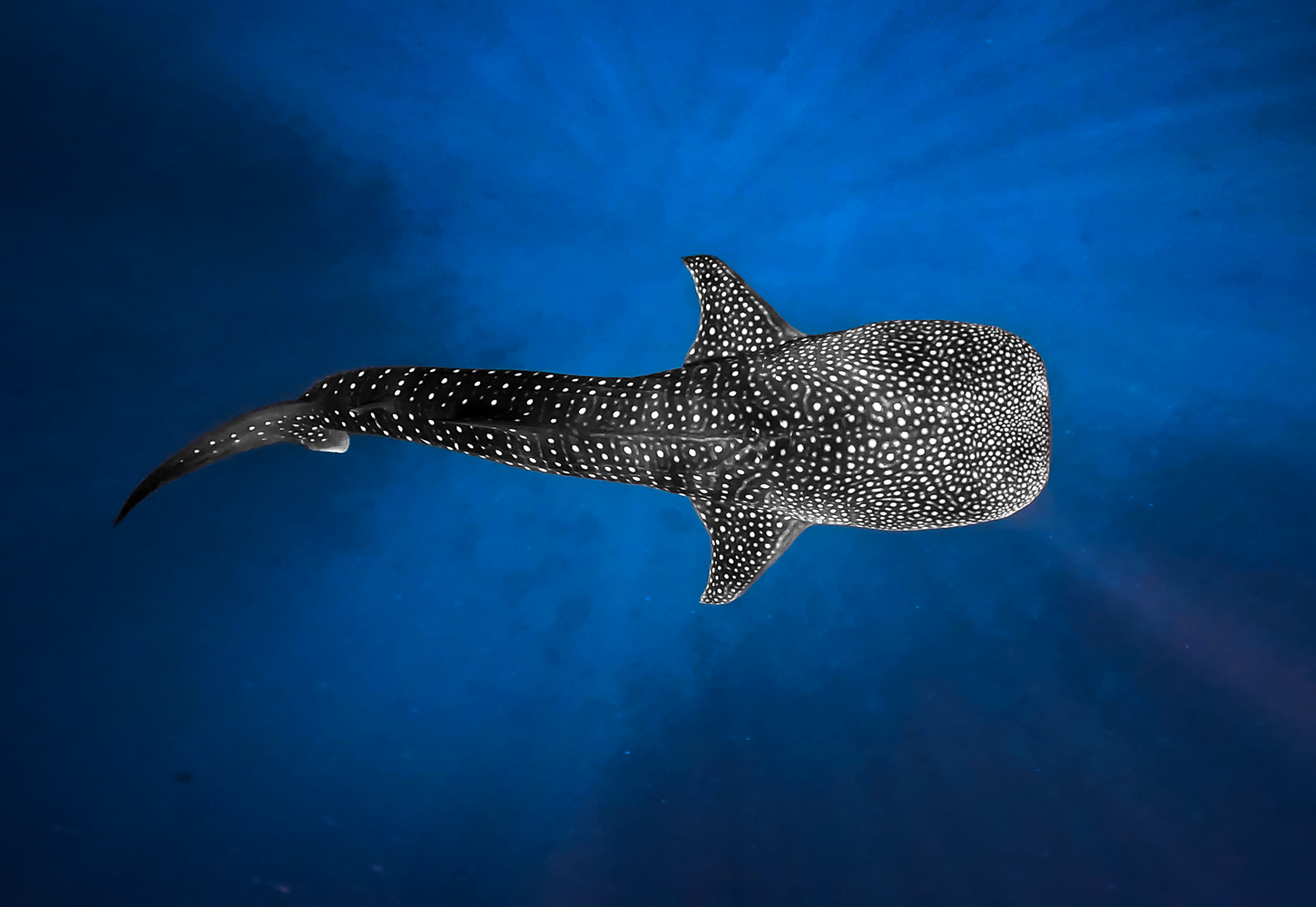 Whaleshark Expedition
