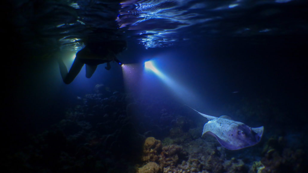 Night Snorkeling - Image 1