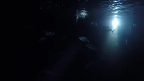 Night Snorkeling - Image 2