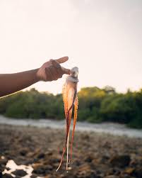 Octopus / Lobster Hunting - Image 1