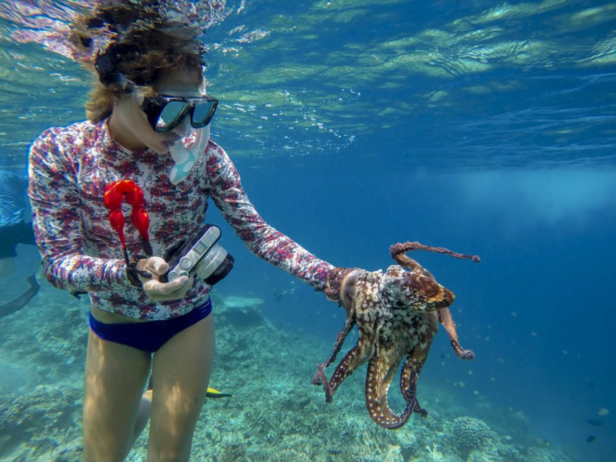 Octopus / Lobster Hunting - Image 3