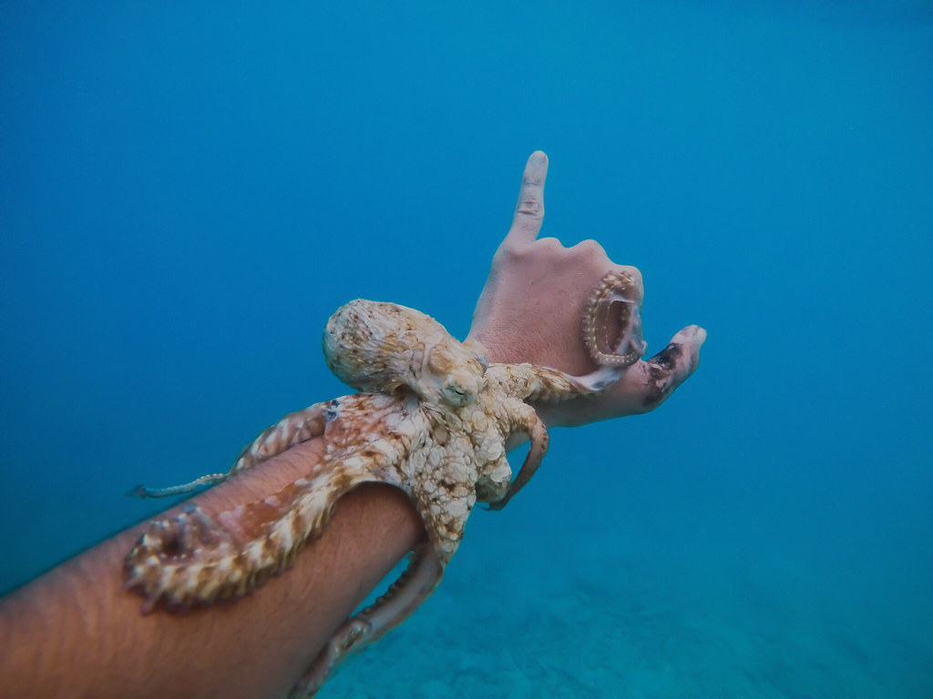 Octopus / Lobster Hunting