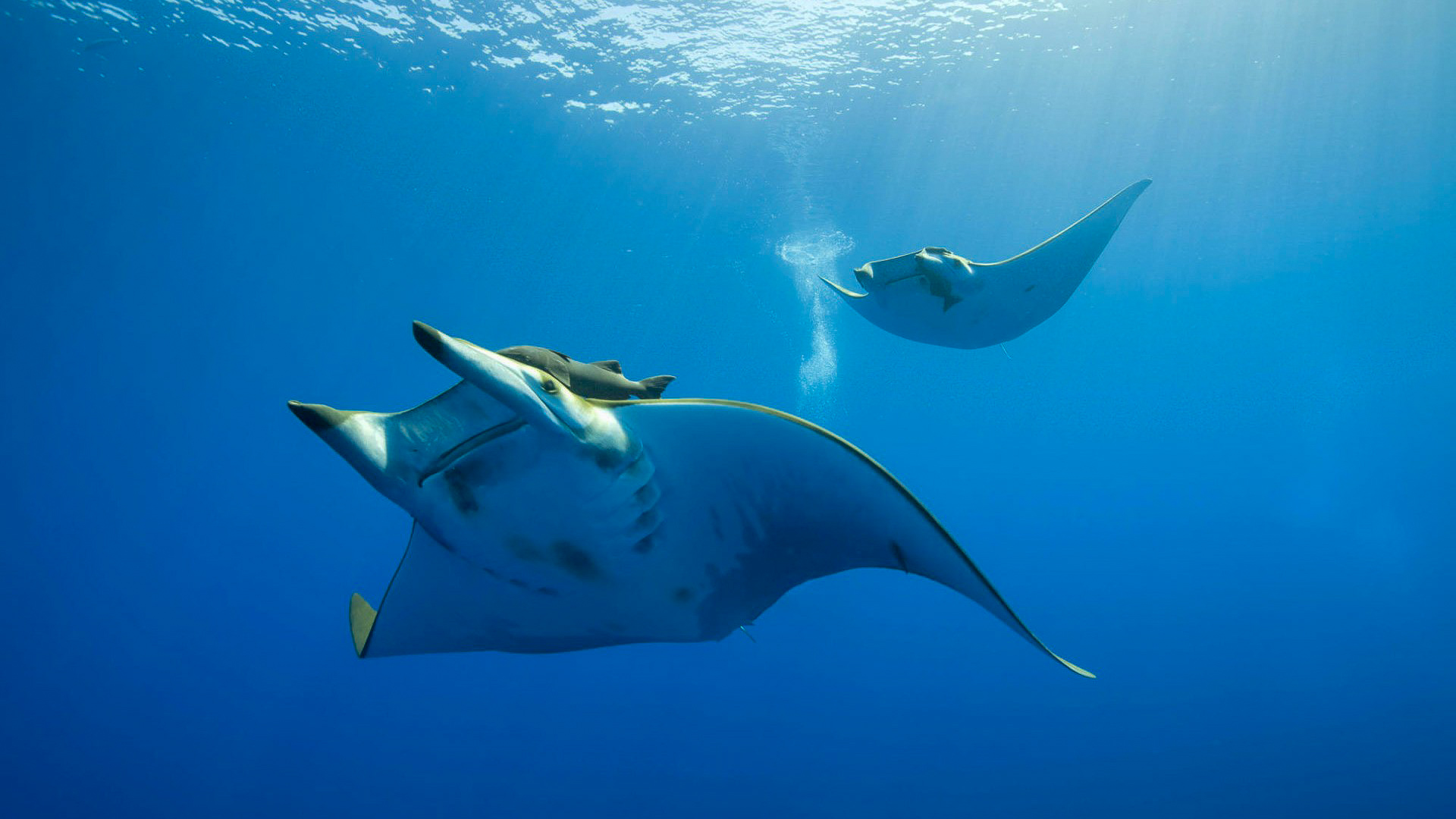 3 In 1 combo: Snorkel + Manta + Sandbank - Image 9
