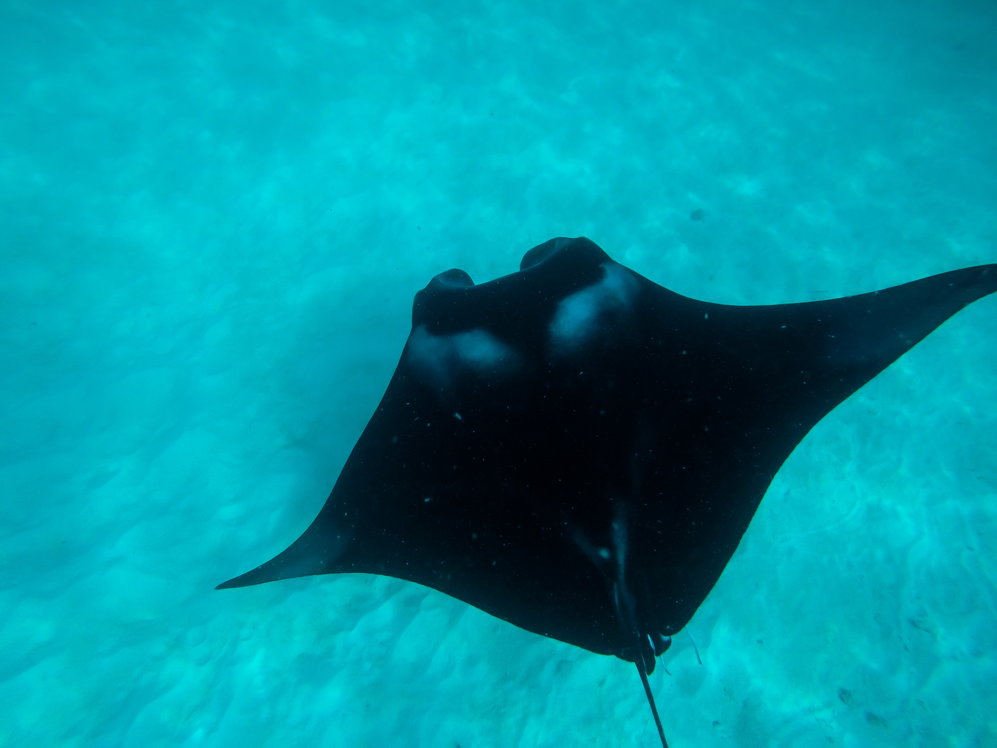 3 In 1 combo: Snorkel + Manta + Sandbank - Image 10