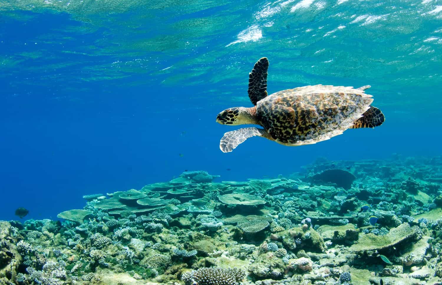 3 In 1 combo: Snorkeling + Sandbank + Local island - Image 2