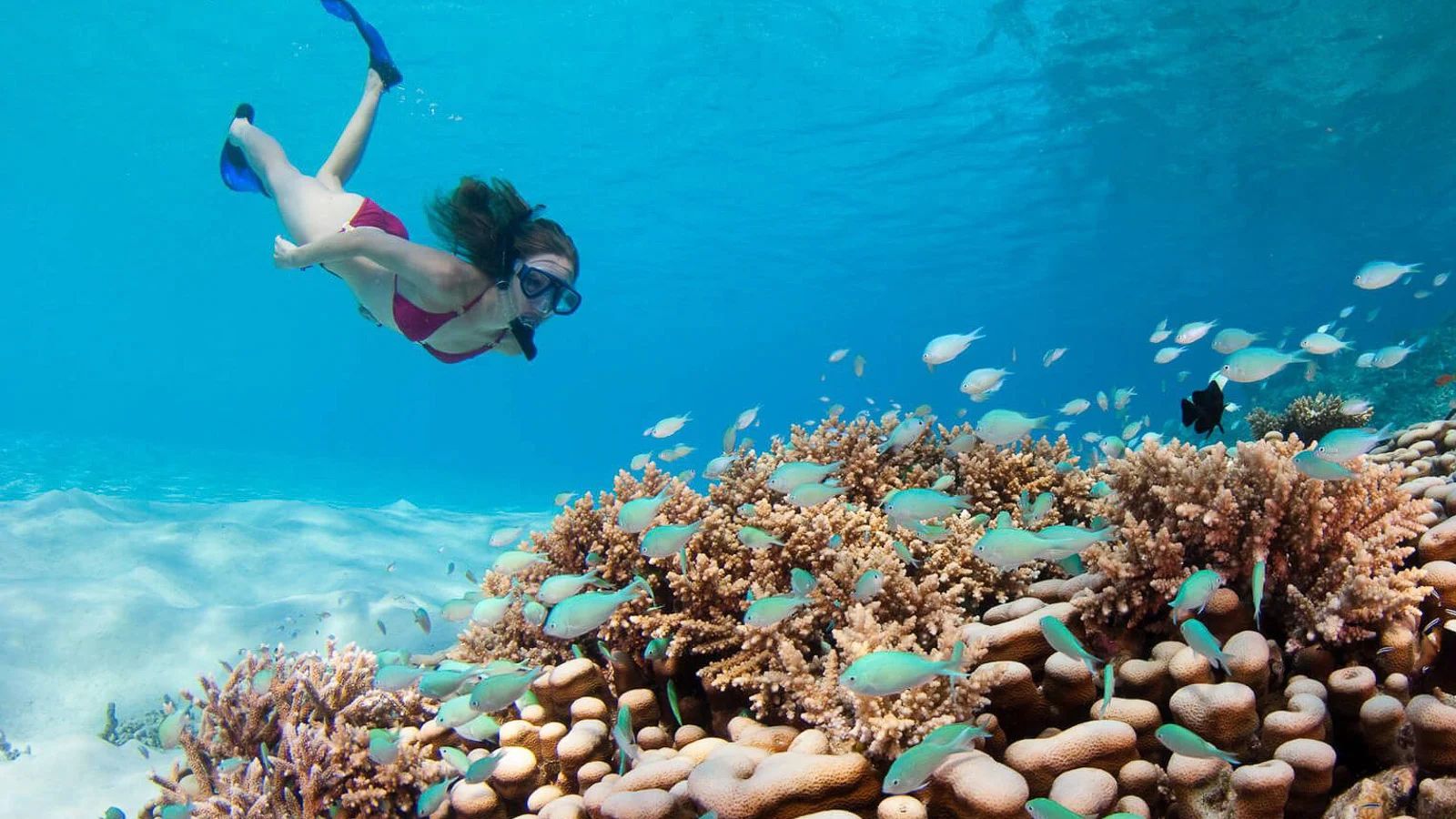 3 In 1 combo: Snorkeling + Sandbank + Local island - Image 7