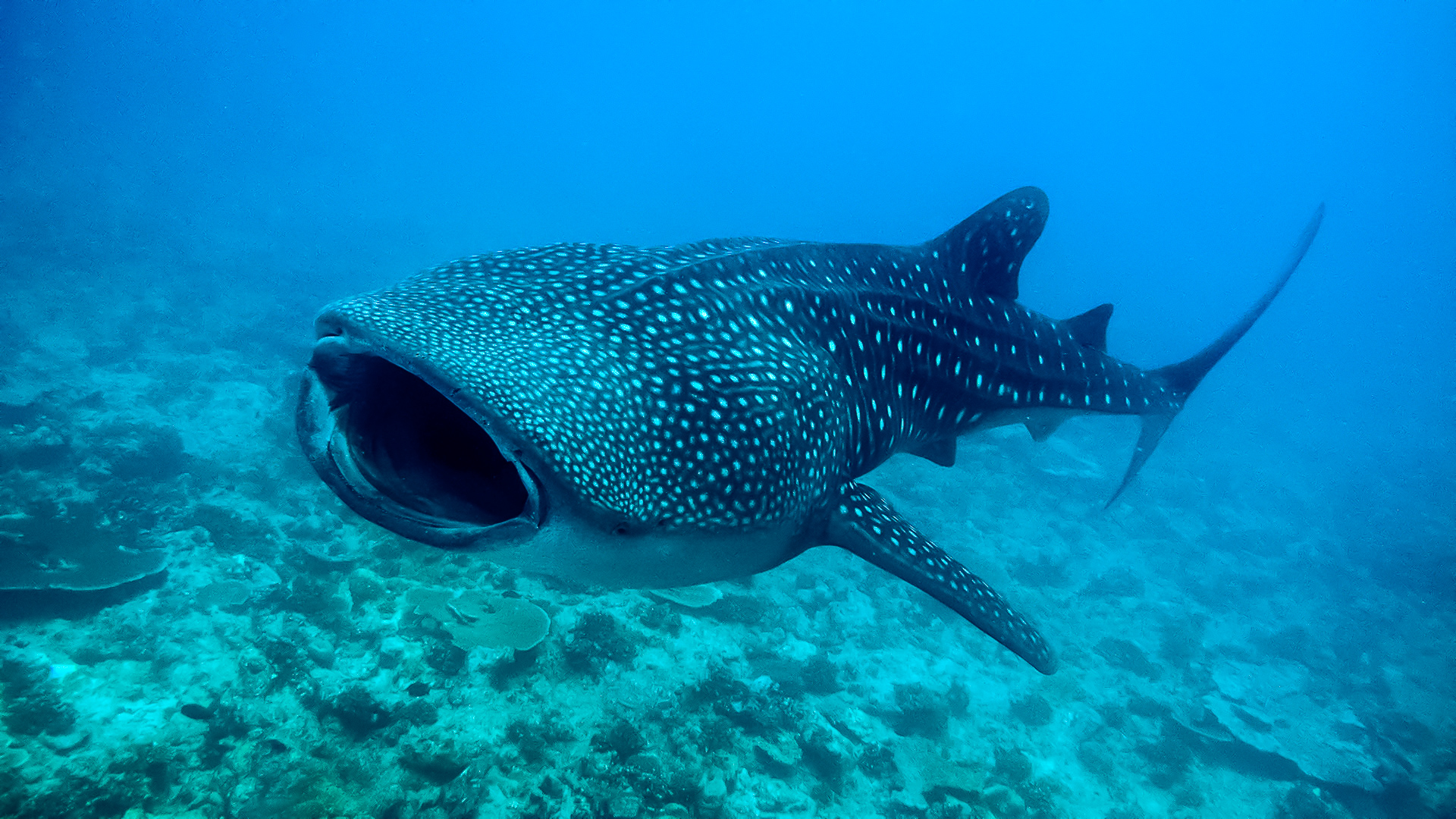 Full Day Trip: Whaleshark + Picnic